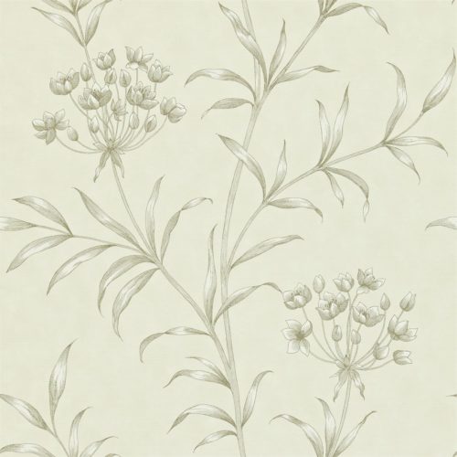 Agapanthus ZPAW04002